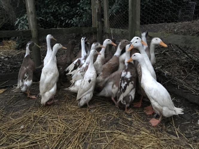 Pol Indian runner ducks For Sale in Abergavenny, Monmouthshire Preloved