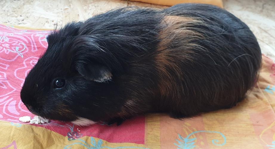 guinea pig boar looking for forever home For Sale in Swadlincote