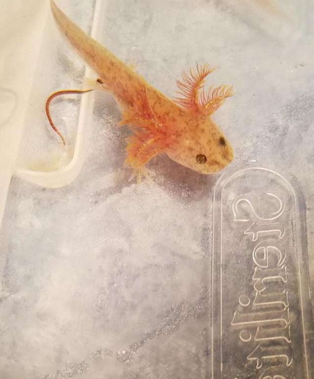 Copper axolotl For Sale in Glasgow Preloved