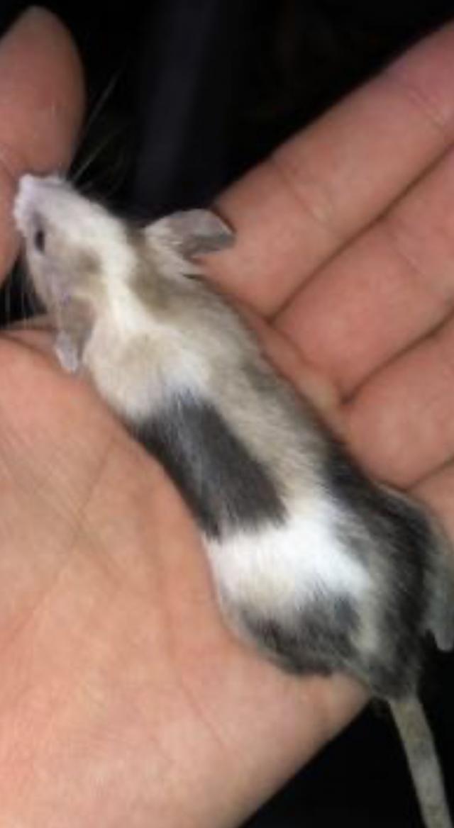 Female fancy mice For Sale in Hull, East Riding Of Yorkshire Preloved