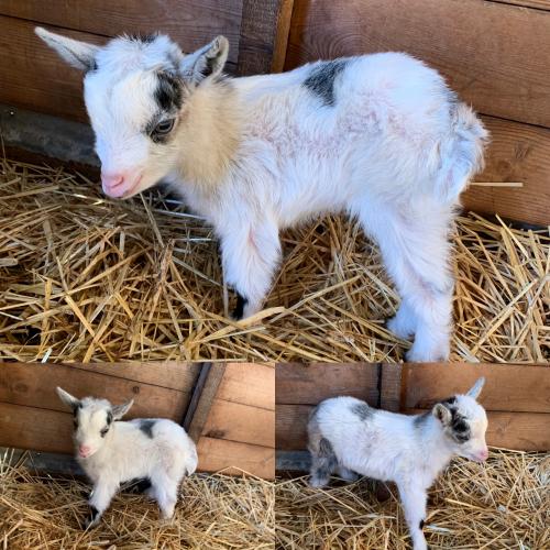 Pygmy goat kids For Sale in Great Yarmouth, Norfok | Preloved