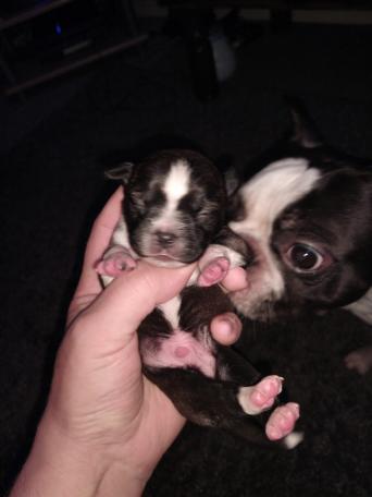 Dogs Puppies Rehome Buy And Sell In Thurcroft Preloved