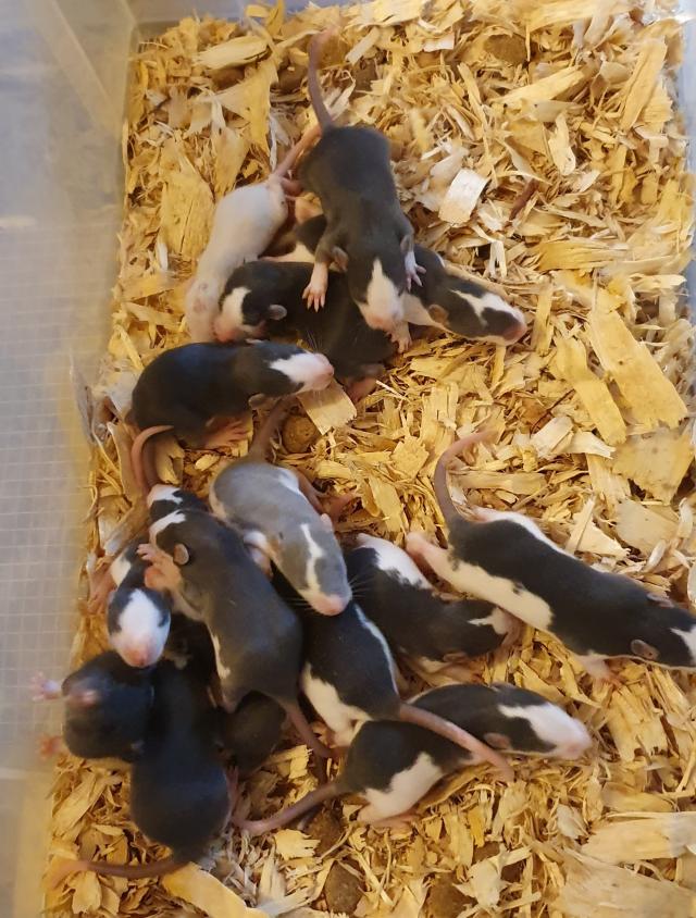 Rats for sale................. For Sale in Frome, Somerset Preloved