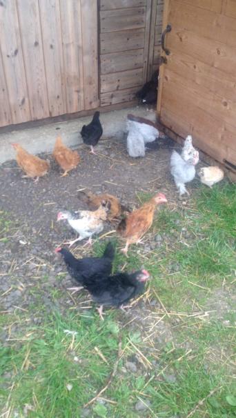 Bantams Poultry And Game For Sale In Lincolnshire Preloved