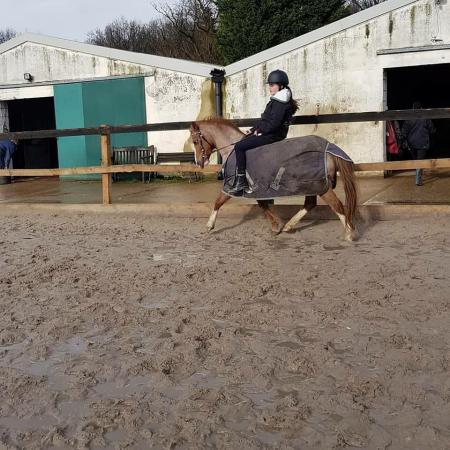 ponies and horses for loan in essex ponies and horses for loan in essex