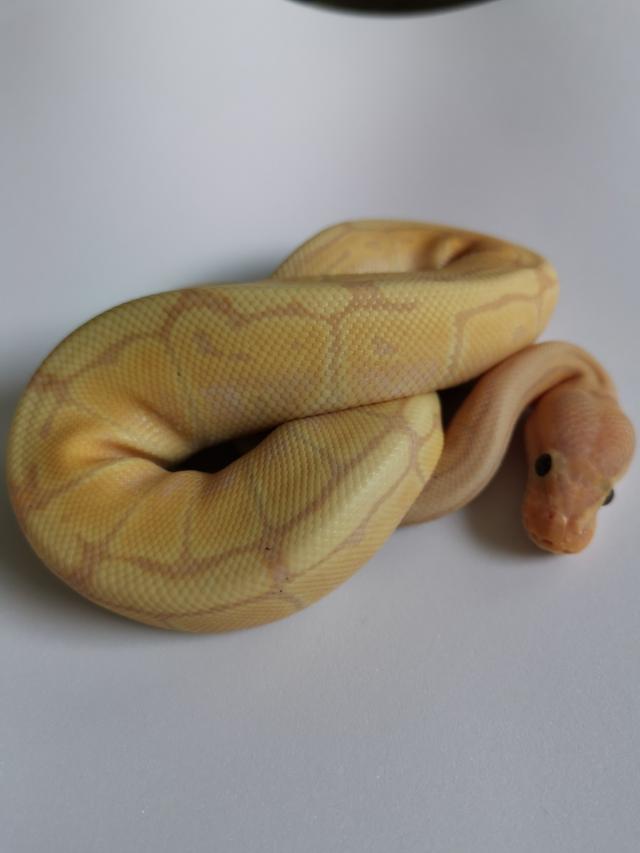 Banana Pinstripe Ball Python For Sale in Plymouth, Devon Preloved