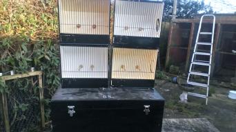 Bird Show Cages for sale in UK 65 used Bird Show Cages