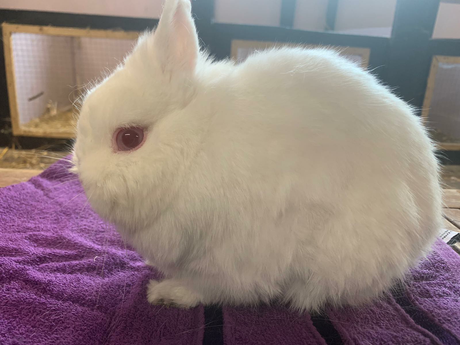 dog hairball treatment