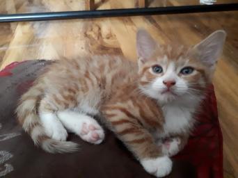 Calico Kittens Cats Kittens For Sale Preloved