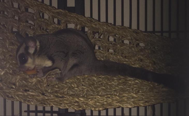 Breeding pair of Sugar Gliders For Sale in Teynham, Kent | Preloved