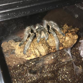 Tarantulas And Six Eyed Sand Spiders Tarantulas And Six Eyed Sand Spiders