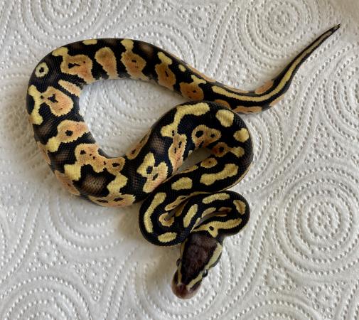 royal python or ball python python regius Images... Royal python hatchlings For Sale in Bodmin, Cornwall | Preloved