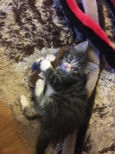 Maincoon X Persian Longhair Grey Tabby Female Kitten 7 Wk For Sale