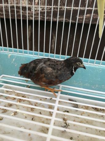 chinese painted quails - Local Classifieds, For Sale | Preloved