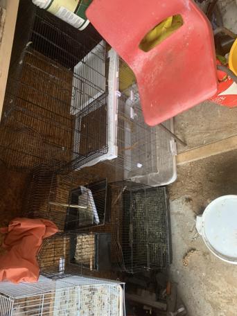 Bird Show Cages for sale in UK 70 used Bird Show Cages