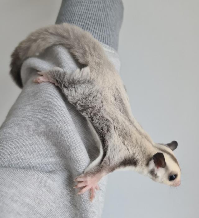 Sugar Glider (Platinum 100% het leu) For Sale in Hadleigh, Essex | Preloved