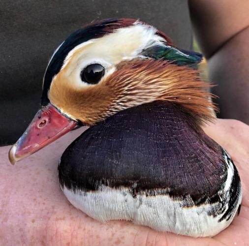Mandarin Ducks For Sale in Worthenbury, Wrexham Preloved
