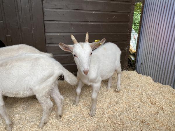 Super friendly young goats great pets castrated For Sale in Leighton ...