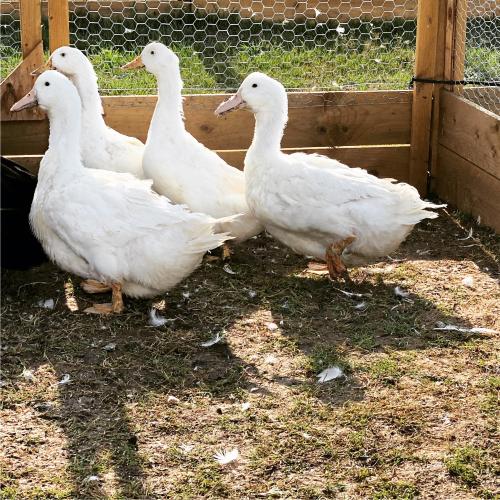 Aylesbury ducks for sale For Sale in Reading, Oxfordshire | Preloved