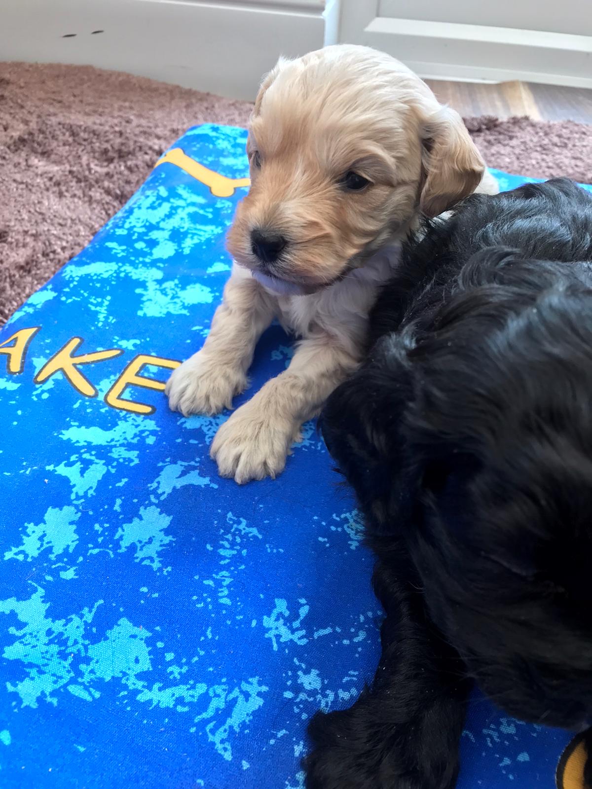 cockapoo puppies for sale in north yorkshire