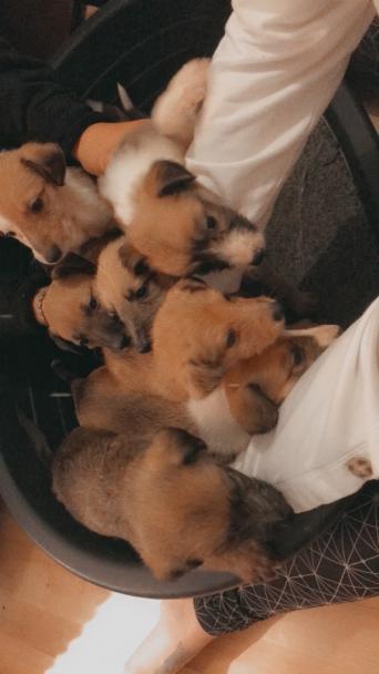 Puppies Dogs Puppies For Sale In Truro Preloved