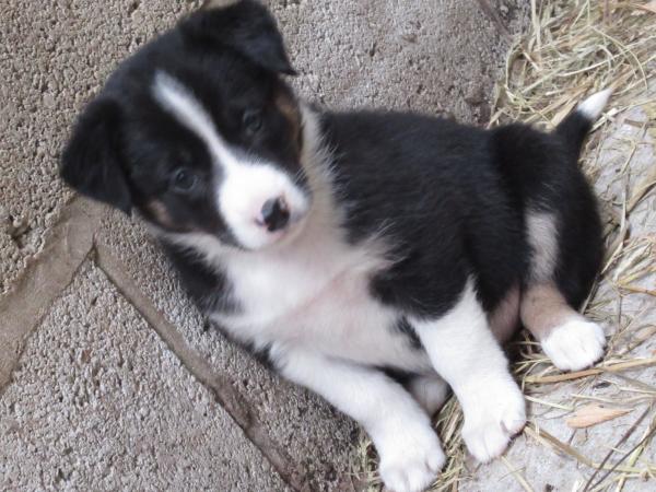 border collie puppies from working farm mum delightful