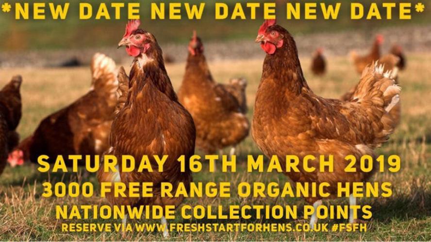 Chickens For Sale in Newquay, Cornwall Preloved Chickens For Sale in Newquay, Cornwall Preloved
