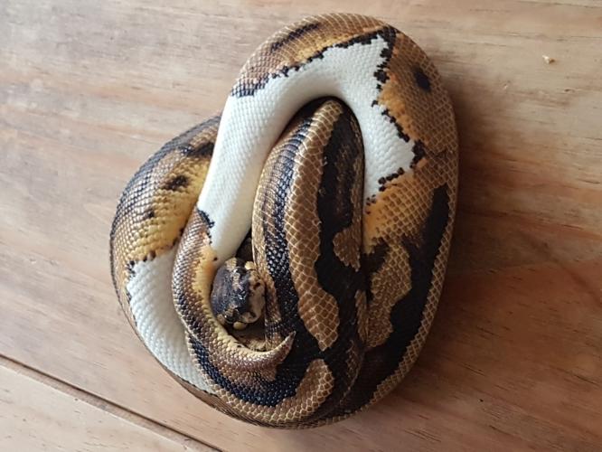 pied royal python For Sale in Eastleigh, Hampshire Preloved