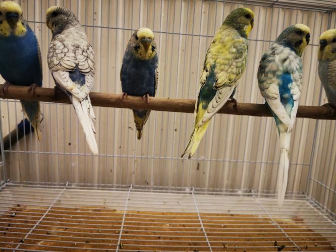 Stunning Rainbow Budgies For Sale For Sale In Ilford Essex Preloved