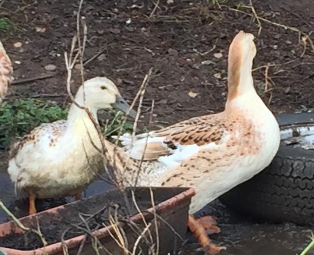 Silver Appleyard Duck Hatching Eggs For Sale in Bawtry Doncaster, South