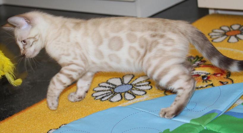 F4 TOP QUALITY BENGAL KITTENS FULL PEDIGREE For Sale in Ilford, London