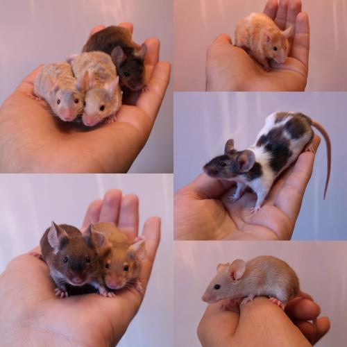 Pet Fancy Mice For Sale For Sale in Northampton, County (Optional