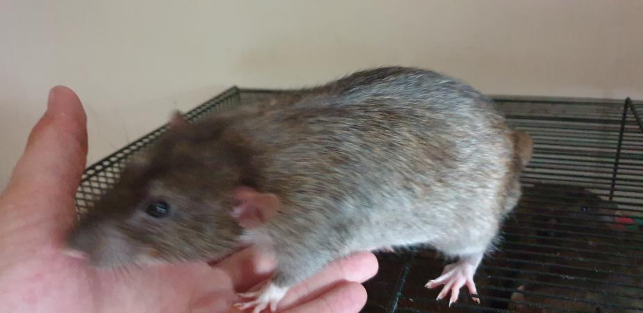 Image 13 of Tame Young/baby rats for sale (guaranteed tame)