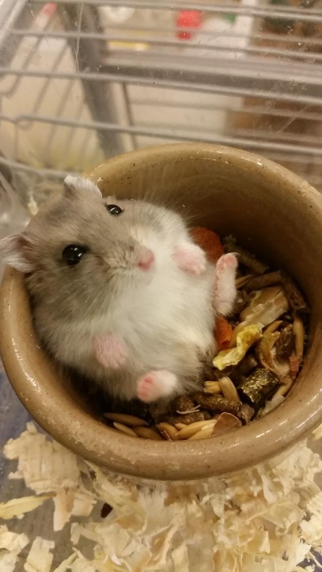 Winter White Hamsters For Sale at Animaltastic For Sale in Hemel
