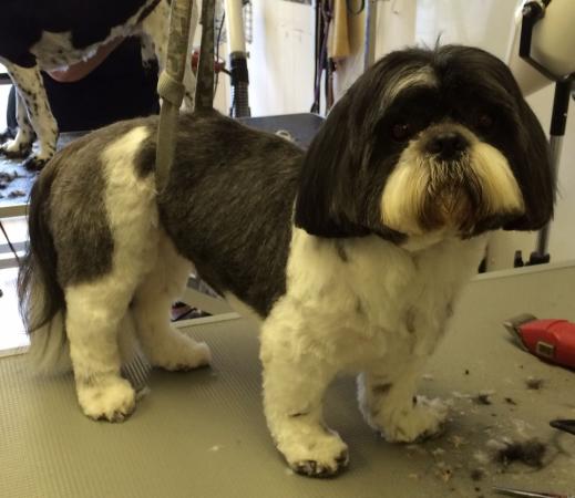 Image 7 of Oakleyloves Dog Grooming