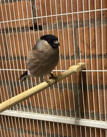 split yellow siberian bullfinches For Sale in Coventry, West Midlands