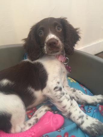 springer spaniel - Dogs & Puppies, Rehome Buy and Sell | Preloved