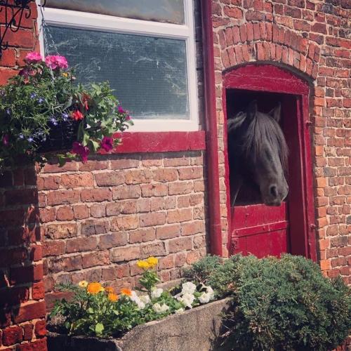 Stables to rent To Rent in Cheshire, England Preloved