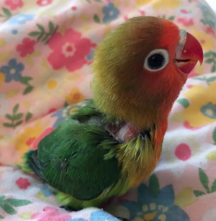 Hand Raised Fischer Lovebirds For Sale in Gloucester, Gloucestershire ...