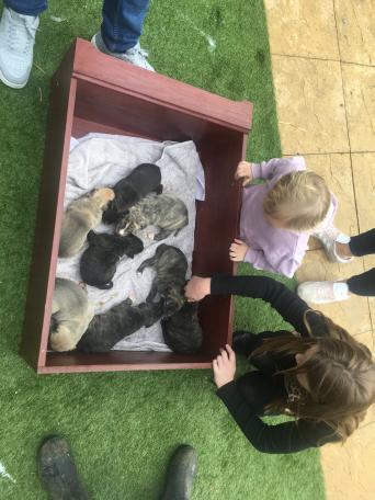 Lurcher Dogs Puppies Rehome Buy And Sell In Matlock Preloved