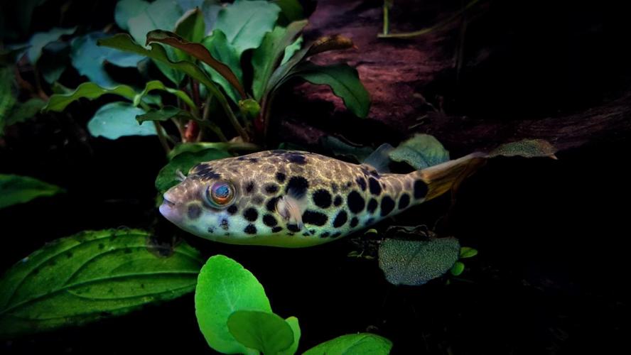 Spotted Congo Puffer - 3o5umhjs6