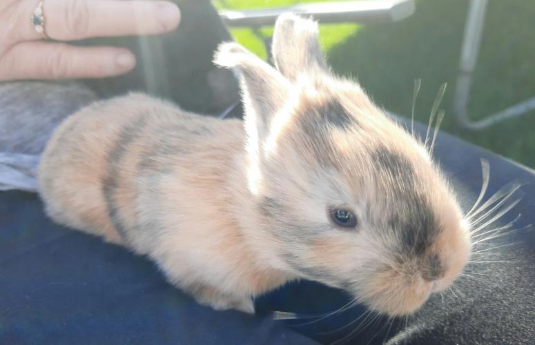 Continental giant baby rabbits For Sale in Branston, Lincs Preloved