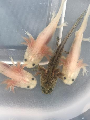 Golden Albino Axolotl Exotic Pets Rehome Buy And Sell Preloved