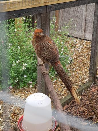 Golden Pheasant for sale in UK 44 used Golden Pheasants
