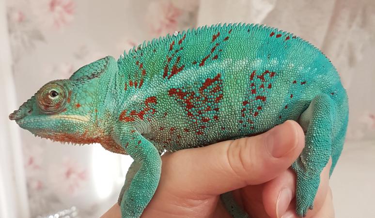 ambanja male panther chameleon For Sale in Somerset | Preloved