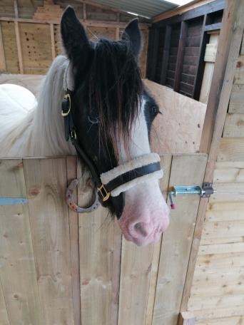 Show Stopping Shetland For Sale For Sale In Axbrigde Somerset Preloved