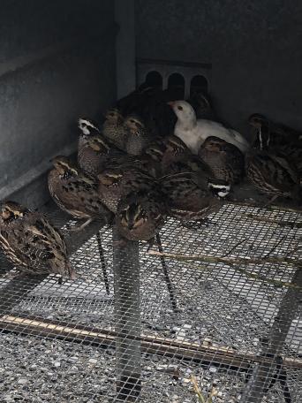 Bobwhite Quail for sale in UK 62 used Bobwhite Quails