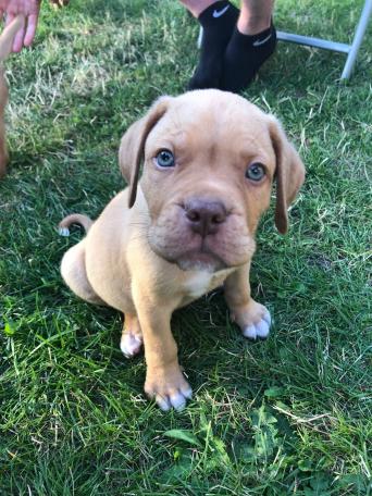 dogue de bordeaux mix dogs puppies rehome buy and sell preloved 1 boy 4 girls left born 17th of june the puppies have all passed their health checks at the vets on 25th of july the puppies will be microchipped