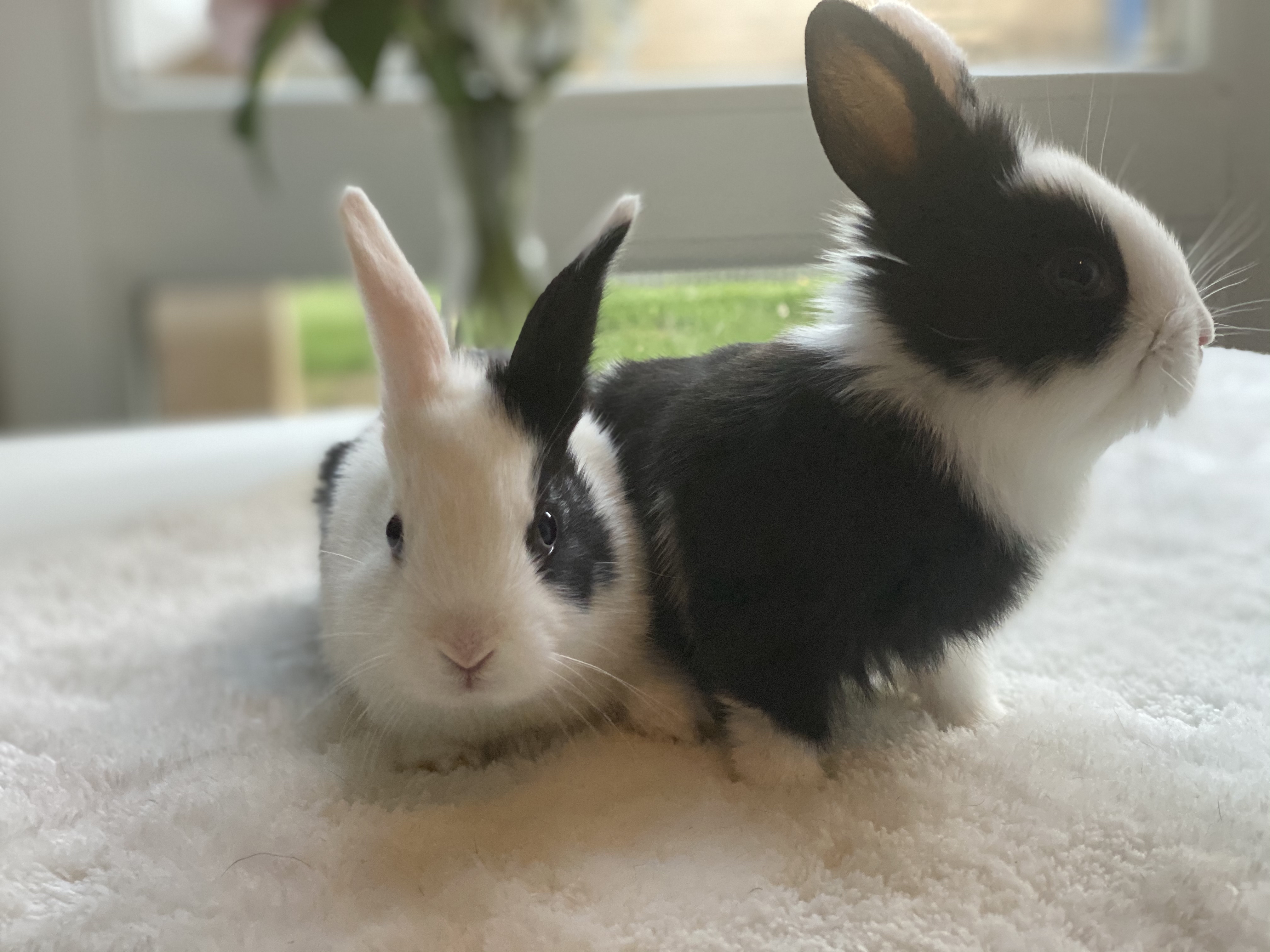 preloved rabbits