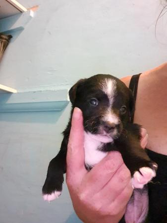 Jack Russell cross patterdale terrier Puppies For Sale in ...